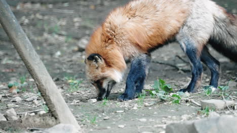 Curious-Red-Fox-Sniffing-Something-On-The-Ground---wide-shot