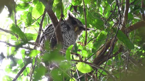 Looking-forward-and-then-straight-down-towards-the-camera-as-seen-in-the-rainforest,-Spot-bellied-Eagle-owl,-Bubo-nipalensis,-Kaeng-Krachan-National-Park,-Thailand,-UNESCO-World-Heritage