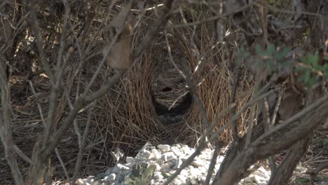 Leeres-Nest-Des-Großen-Laubenvogels-Mit-Weißen-Felsen