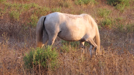 Detail-Eines-Weißen-Reinen-Spanischen-Pferdes,-Das-Zur-Goldenen-Stunde-Auf-Trockener-Weide-Füttert