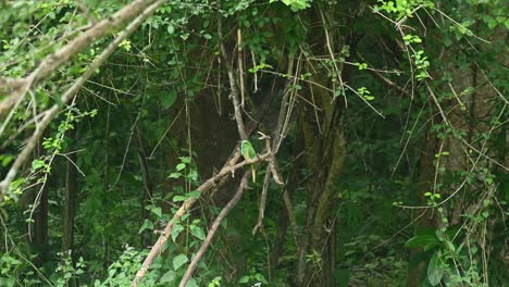 Blue-bearded-Bee-eater,-Nyctyornis-athertoni,-UNESCO-World-Heritage,-Kaeng-Krachan-National-Park,-Thailand