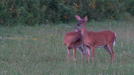 Two-deer-alert-but-grazing-in-a-grassy-field-in-the-outdoors
