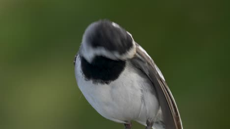 Close-Up-View-Of-White-Wagtail-Cleaning-Feathers-With-Beak
