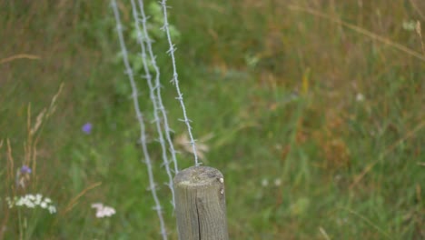 Blackbird-Perched-On-Wooden-Post-Barbed-Wire-Before-Hopping-Off