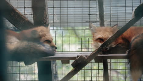 Zeitlupe-Von-Zusammengerollten-Fuchsen,-Die-Sich-In-Gefangenschaft-In-Japan-Lecken