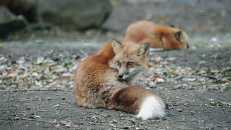 View-Of-Foxes-Grooming-And-Sleeping-On-The-Ground