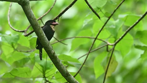 Dusky-Broadbill,-Corydon-Sumatranus,-Unesco-Welterbe,-Nationalpark-Kaeng-Krachan,-Thailand