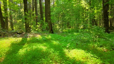 Smooth-video-of-a-lush-green-magical-forest-in-summer-with-golden-light-in-the-Appalachian-mountains