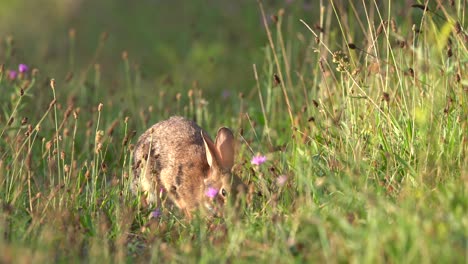 Un-Conejo-Salvaje-Pastando-En-Un-Campo-De-Hierba-En-Una-Cálida-Mañana-De-Verano