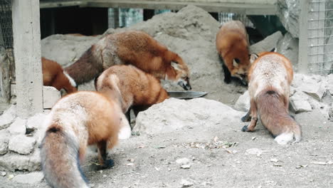 Group-Of-Foxes-Eating-At-The-Zao-Fox-Village,-Miyagi,-Japan---wide-shot