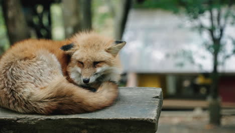 Sleeping-Red-Fox-On-Wood