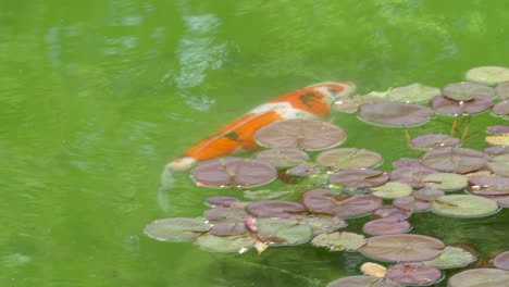 Schöne-Orange-Koi-fische,-Die-Im-Algenteich-Schwimmen