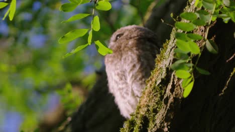 Little-owl-sitting-on-a-tree-branch-basking-in-the-sun,-side-angle