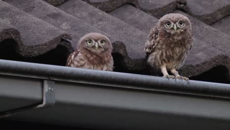 2-funny-owls-sitting-on-the-roof-in-a-gutter-and-dancing-around-goofy
