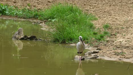 Asian-Openbill-Stork,-Anastomus-oscitans,-Thailand