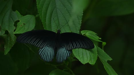 Great-Mormon,-Butterfly,-Papilio-memnon,-Kaeng-Krachan-National-Park,-UNESCO-World-Heritage,-Thailand