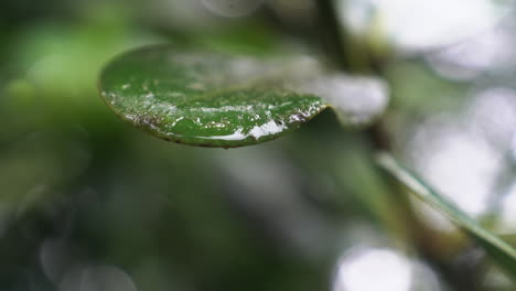 Macro-close-up-of-water-on-green-leaf-blowing-in-wind,-slow-motion