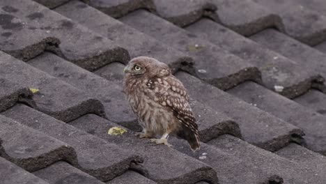 A-little-owl-sitting-on-roof-tiles-and-looking-in-the-camera