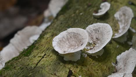 Fungi-growing-on-a-log-in-Kaeng-Krachan-National-Park,-Thailand,-UNESCO-World-Heritage