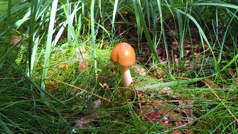 Amanita-fulva-mushroom-in-forest-in-summer-time-in-natural-light---Dolly-shot