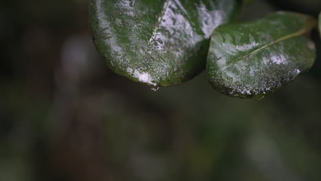 Macro-close-up-of-water-dripping-off-of-leaf-in-forest,-slow-motion