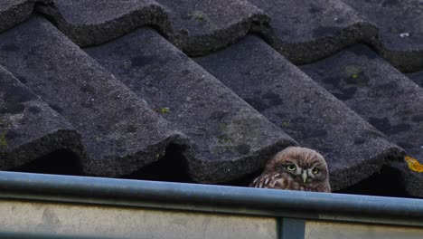 A-little-owl-taking-shelter-under-a-roof-tile