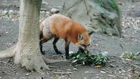 Furry-Fox-Sniffing-At-The-Ground-At-Zao-Fox-Village,-Miyagi,-Japan---close-up