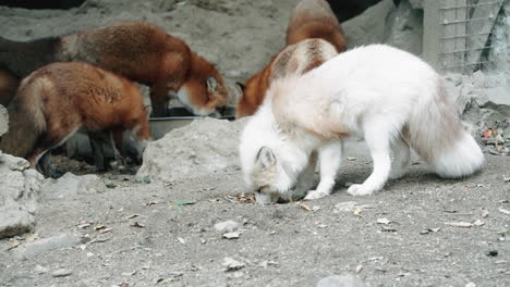 Skulk-Of-Fox-Poking-Their-Noses-On-The-Ground-Within-The-Zao-Fox-Village-In-Shiroishi,-Miyagi,-Japan