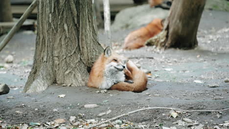 Japanese-Red-Fox-Lying-Under-The-Tree-Scratches-His-Body-At-Zao-Fox-Village-In-Miyagi-Prefecture