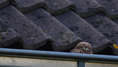 A-little-sleepy-owl-sitting-in-the-gutter-on-a-roof-looking-around-on-a-cold-day