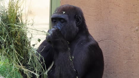 Western-lowland-gorilla-in-zoo-carefully-picks-handful-of-grass-to-eat