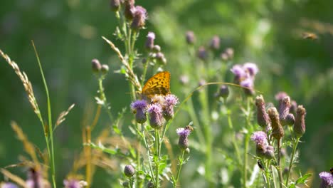 Nahaufnahme-Von-Schmetterlingen-Und-Bienen,-Die-An-Einem-Windigen-Tag-Pollen-Von-Violetten-Blüten-Auf-Einem-üppig-Grünen-Feld-In-Einer-Landschaft-Sammeln
