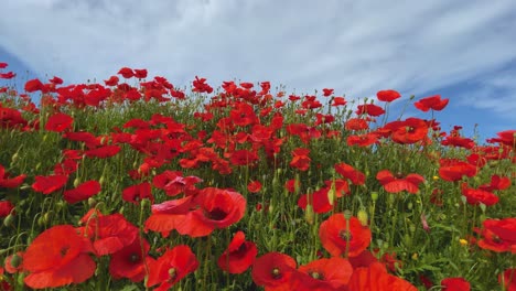 Wilde-Rote-Mohnblumen-Frühlingssaison-Blauer-Himmel-Sanftes-Gleiten