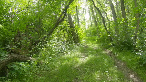 POV-moving-along-grassy-trail-through-a-green-and-lush-wooded-area-with-dappled-sunlight