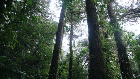 Panning-up-shot-moving-through-lush-green-rain-forest-looking-up-at-canopy