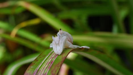 Orchideengottesanbeterin,-Hymenopus-Crownatus,-Thailand