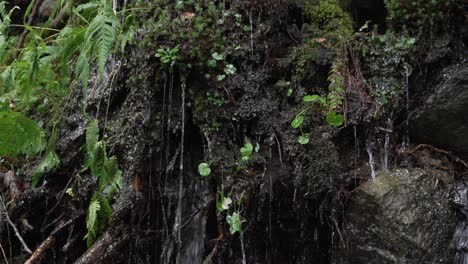 Water-pouring-down-the-wet-moss-of-the-forest