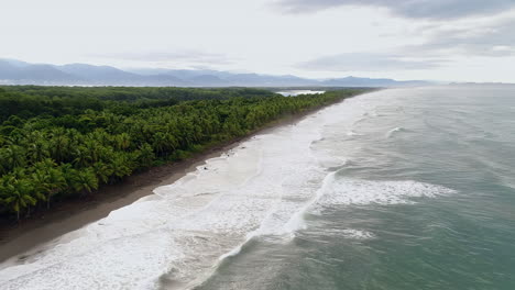 Aerial-moving-down-remote-palm-covered-beach-Costa-Rica-as-waves-roll-in,-4K