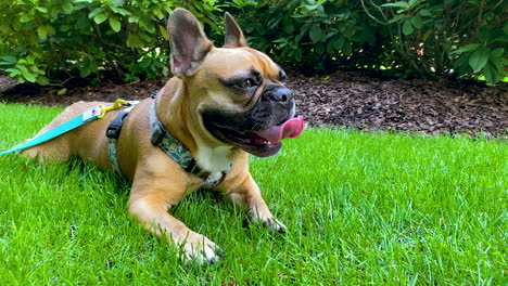 French-Bulldog-Laying-Down-On-Grass-In-The-Garden---close-up