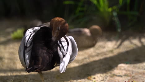 Slow-motion-view-of-Maned-Duck-or-Australian-Wood-Duck-cleaning-itself