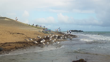 Flock-Of-Birds-At-The-Seashore-Of-Mount's-Bay-In-The-Town-Of-Marazion,-Cornwall,-UK
