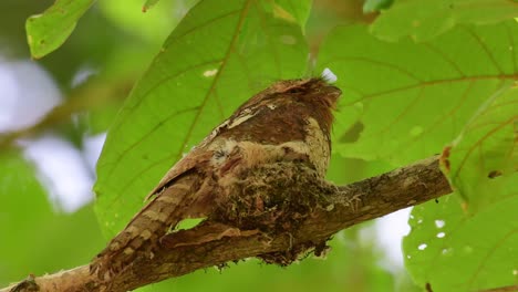 Schüttelt-Seinen-Körper-Auf-Seinem-Nest,-Dehnt-Sich-über-Seine-Ganze-Länge-Aus,-Nestlinge-öffnen-Ihren-Mund,-Horsfields-Froschmaul,-Batrachostomus-Javensis,-Kaeng-Krachan-Nationalpark,-Thailand