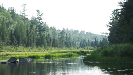 Slow-pan-of-a-peaceful-clear-river-with-pine-forest-in-the-background