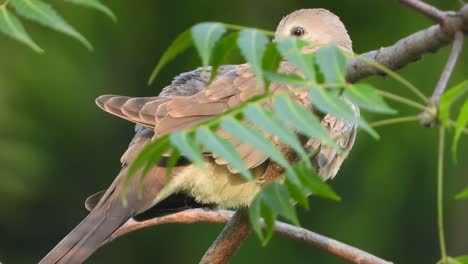 laughing-Dove-in-tree-relaxing-.