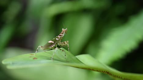 Jeweled-Flower-Mantis,-Creobroter-gemmatus,-Thailand