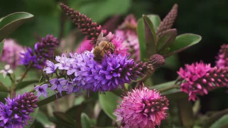 Bees-on-Hebe-Addenda-plant-in-the-garden