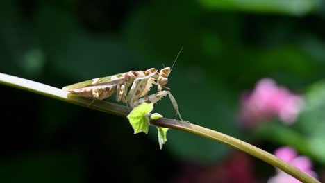 Jeweled-Flower-Mantis,-Creobroter-gemmatus,-Thailand