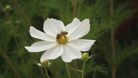 Biene-Auf-Zinnia-Elegans-Blume