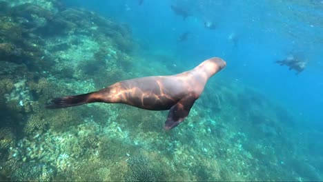 Funny-sea-lion-play-with-a-person-under-water-in-Cortez-Sea