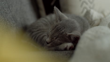 A-small,-light-grey-domestic-short-hair-kitten-sleeping-soundly-on-a-living-room-couch